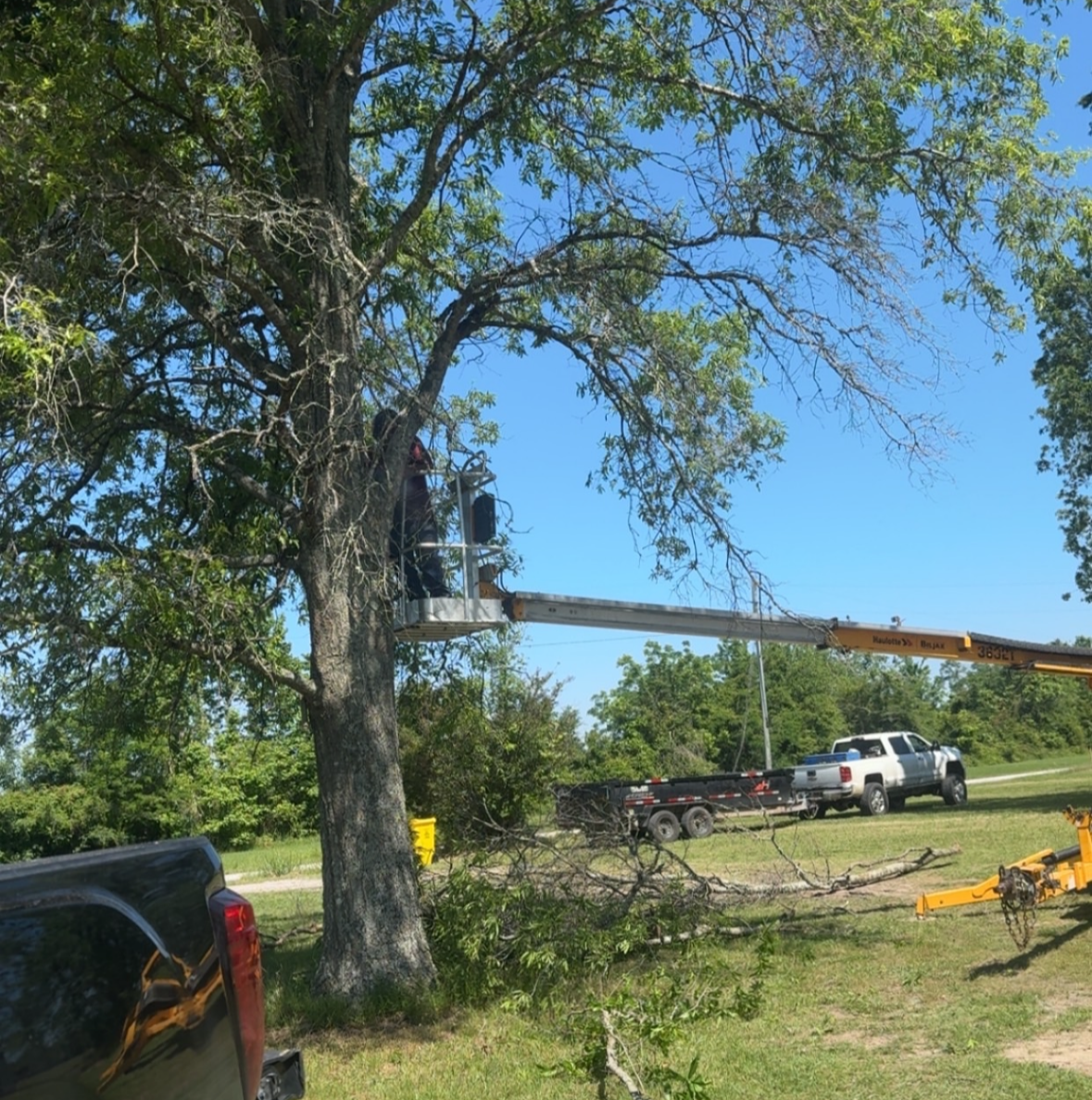 Safety Pruning and Canopy Trimming Services