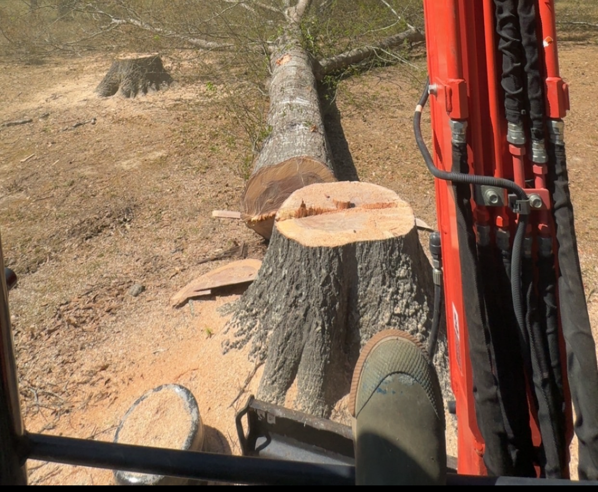 Stump Grinding and Root Elimination