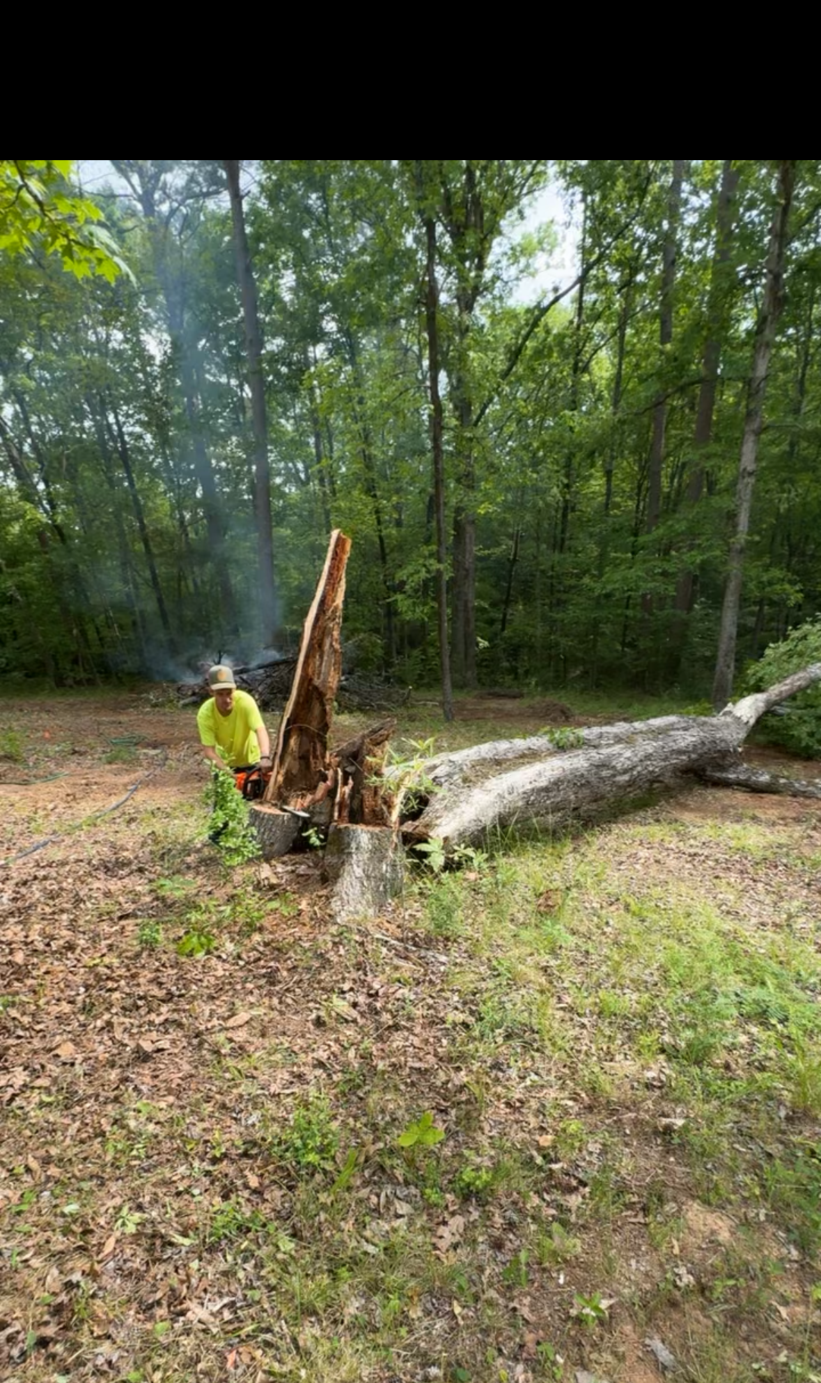 High-risk tree extraction rigging operations
